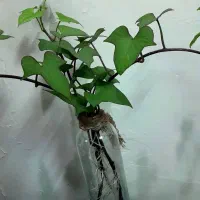 پیچک با گلدان|گل و گیاه طبیعی|اهواز, شریعتی جنوبی|دیوار