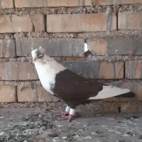 کله سفید ماده عطیقه|پرنده|کارون, |دیوار