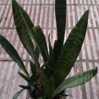 گل قاشقی|گل و گیاه طبیعی|قم, دروازه ری|دیوار