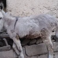 کره خر|حیوانات مزرعه|زالیان, |دیوار