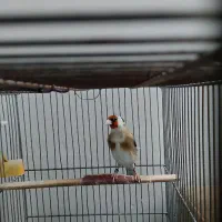 سهره سرسیاه معاوضه