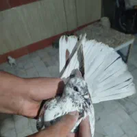 کفتر پرشی و یاهو|پرنده|قم, شهرک فاطمیه|دیوار