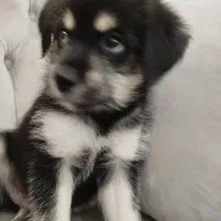 فروش سگ|سگ|تهران, شهرک ولیعصر جنوبی|دیوار