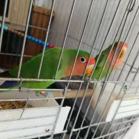 طوطی برزیلی|پرنده|بومهن, |دیوار