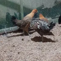 جوجه مرغ رسمی اصل|حیوانات مزرعه|یزد, |دیوار