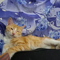 واگذاری رایگان بچه گربه ۴ ماهه|گربه|ری, ظهیرآباد|دیوار