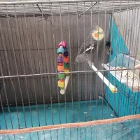 عروس هلندی با قفس|پرنده|کاشمر, |دیوار