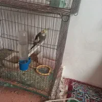 یک جفت عروس هلندی