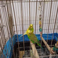 مرغ عشق انگلیسی