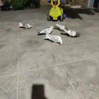 کفتر رنگی و پلاکی|پرنده|داراب, |دیوار