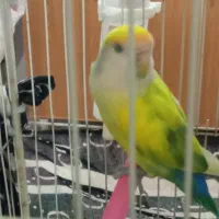 فروش کوتوله برزیلی|پرنده|شیراز, فضل‌آباد|دیوار