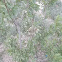 باغ در شهر وایقان ، شبستر|فروش خانه و ویلا|شبستر, |دیوار