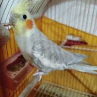 عروس هلندی نر|پرنده|قم, انسجام|دیوار