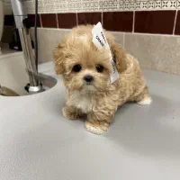 مالتیپو فنجون