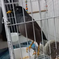 مرغ مینا فروشی