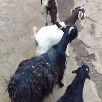 بز جوان و بزغاله ۵رس