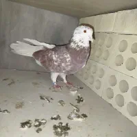 کفتر کبوتر|پرنده|فردیس, شهرک ۱۱۰|دیوار