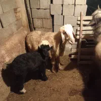 میش|حیوانات مزرعه|جره و بالاده, |دیوار