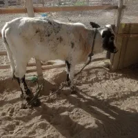 گوساله نر|حیوانات مزرعه|قشم, |دیوار