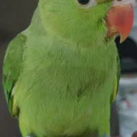 طوطی ملنگو نر دستی و رام