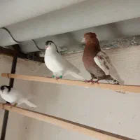 کفتر کبوتر پلاکی آلمانی شهرستانی رنگی