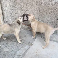 توله نر و توله ماده سه ماهه