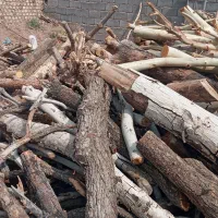 خرید چوب و هرس کردن درختهای مزاحم|خدمات باغبانی و درختکاری|رفسنجان, |دیوار