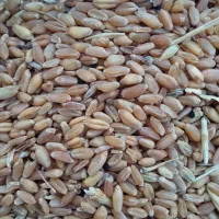 گندم|خوردنی و آشامیدنی|ایذه, |دیوار