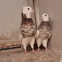 طوقی هفت‌رنگ