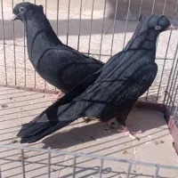 کبوتر یا کفتر