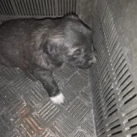 سگ سرابی شجره دارا درجه یک|سگ|کهریزک, |دیوار