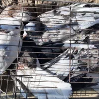 کبوتر زیبا|پرنده|کاشان, قطب راوندی|دیوار