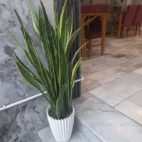 صندوقدار خانم