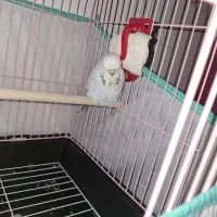 مرغ عشق انگلیسی و هفت رنگ خاص