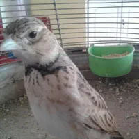 قناری سهره قناری|پرنده|زرند, |دیوار