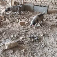 سگ ماده سرابی|سگ|تهران, نازی‌آباد|دیوار