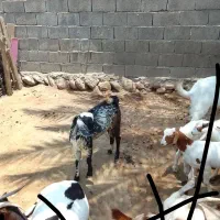 کهره.نر|حیوانات مزرعه|شمیل, |دیوار