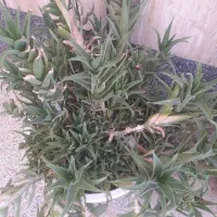 گل طبیعی
