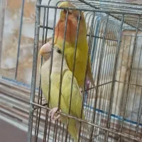 طوطی|پرنده|فاضل آباد, |دیوار