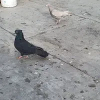 2عددکبوترماده یه نامه برقهوه ای وه یه سیاهکاکل میخ|پرنده|سنندج, |دیوار