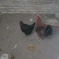 ۱ عدد مرغ تخم دار   عدد خروس