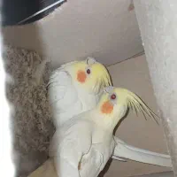 جفت عروس لوتینو چشم شرابی