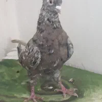 کبوترکوهی سرور شکلاتی