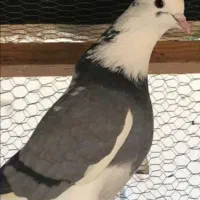جوجه کفتر گمشده