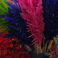 گل پامپاس،به صورت عمده وقیمت عالی