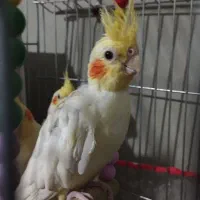 عروس هلندی سه عدد به همراه دو تا تخم|پرنده|فشاپویه, |دیوار