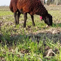 بره نر کشتاری