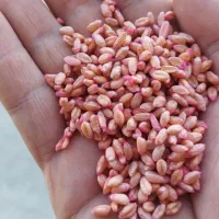 گندم آبی پیشگام
