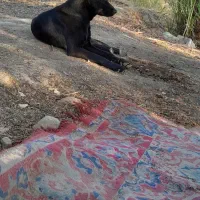 فروش سگ ژرمن شپرد(اصل )