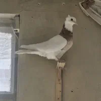 کفتر جوجه|پرنده|مشهد, تلگرد|دیوار